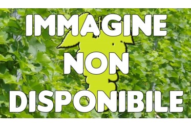 TREBBIANO ROMAGNOLO B. - I...