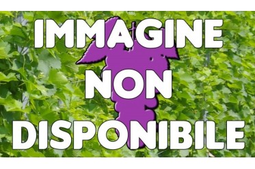 MERLOT N. - I - Ampelos CNT 5