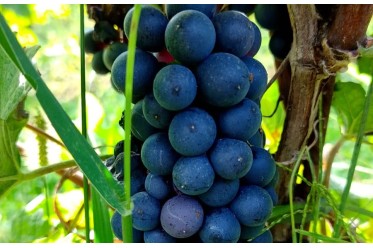 PINOT NERO N. - Standard