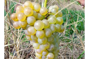 TREBBIANO ROMAGNOLO B. - I...